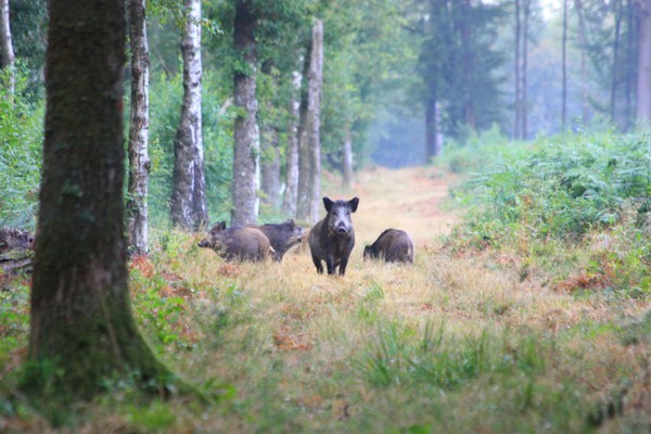 Battue Grands Gibiers dans les Vosges