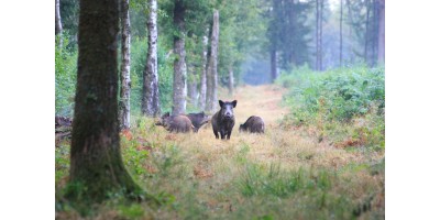 Battue Grands Gibiers dans les Vosges