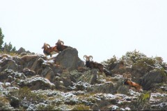 Approche au Mouflon en Arirège.