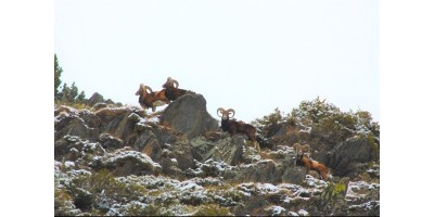 Approche au Mouflon dans les Pyrénnées.