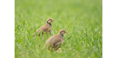 Perdrix Faisans dans la Vienne