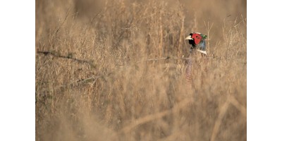 Perdrix Faisans dans l'Herault