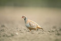 Perdrix Faisans en Haute Saône