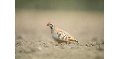 Perdrix Faisans en Haute Saône