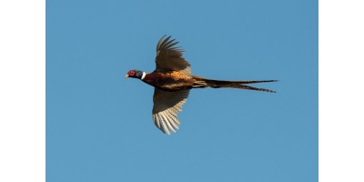 Perdrix Faisans dans le Nord Pas-de-Calais