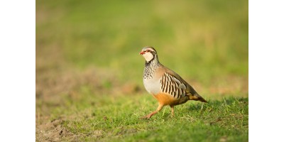 Perdrix Faisans dans l'Indre