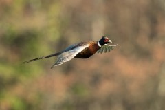 Perdrix Faisans dans les Deux Sévres