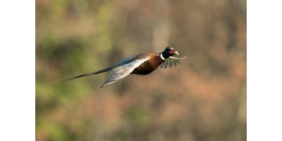 Perdrix Faisans dans les Deux Sèvres