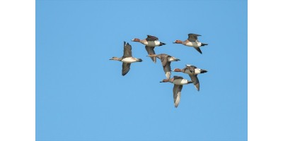 Chasse à la Hutte dans les Flandres