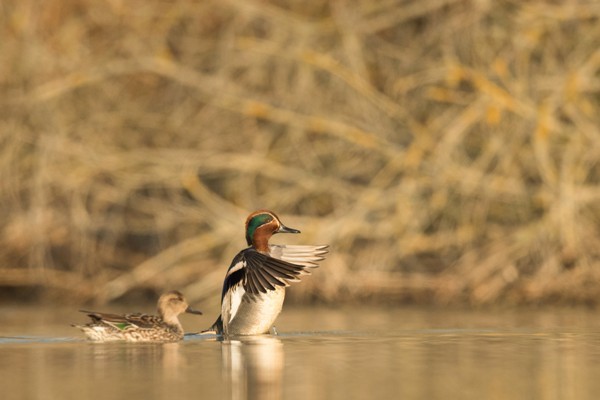 Chasse de la Sauvagine dans le Nord