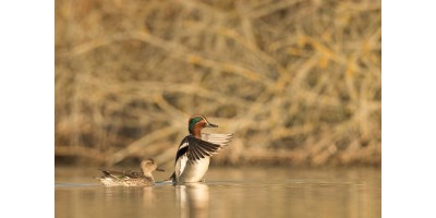 Chasse de la Sauvagine dans le Nord