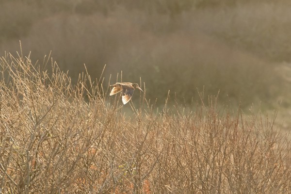 Chasse à la bécasse dans le Gers