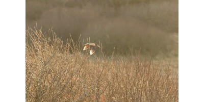 Chasse à la bécasse dans le Gers