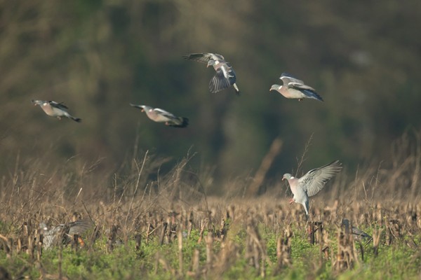 Palombe en Gascogne