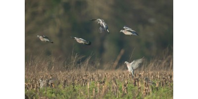 Palombe dans les Landes Gascogne