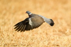 Chasse à la Palombe dans le Gers