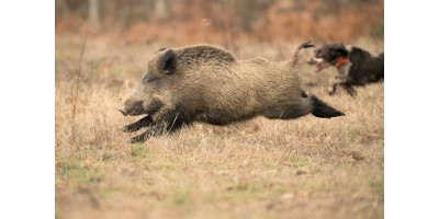 Battue Sangliers dans les Cevennes