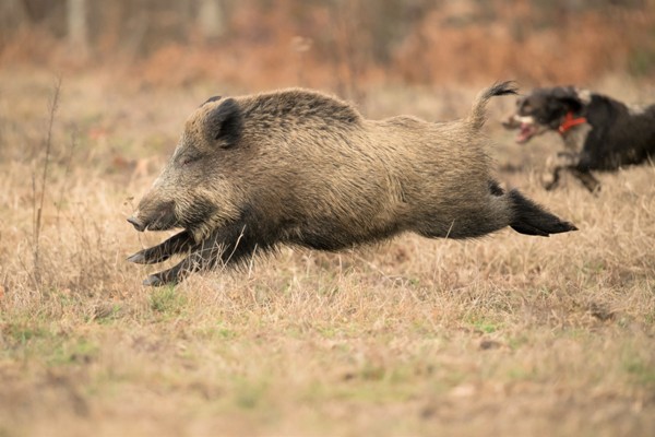 Battue Sangliers Dans Le Cevennes