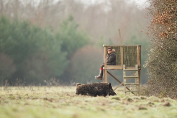 Battue Cervidés et Sangliers en Haute Loire