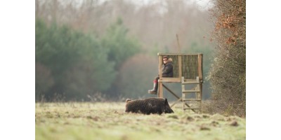 Battue Cervidés et Sangliers en Haute Loire