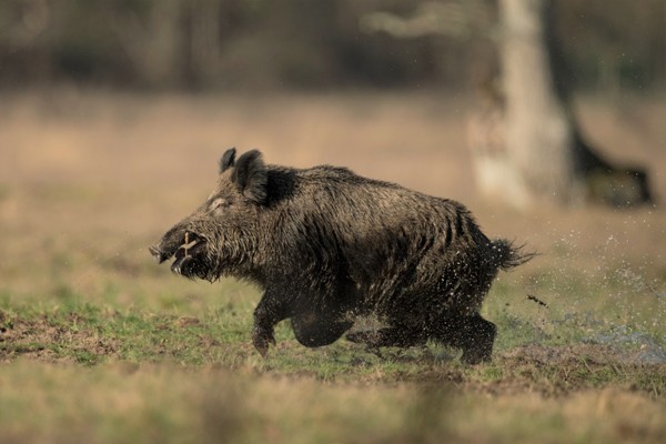 Battue Cervidés et Sangliers dans l'Herault