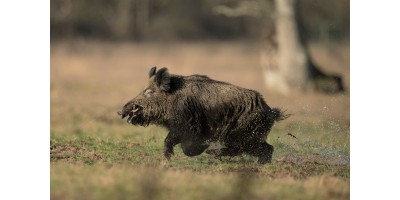 Battue Cervidés et Sangliers dans l'Herault