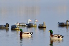 Passée aux canards dans l'Aube