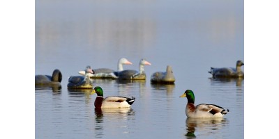 Passée aux canards dans l'Aube