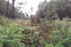 Bécasse dans les Landes