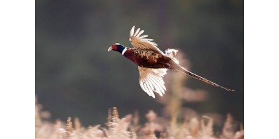 Perdrix Faisans dans les Landes