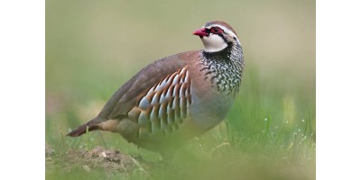 Chasse Perdrix Faisans en Eure et loire