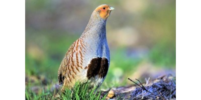 Perdrix Faisans dans le Loire et Cher