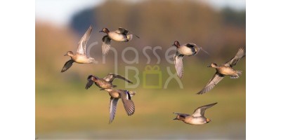 Passée aux canards en Sologne