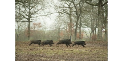 Battue Sangliers et Cervidés en Loire et Cher