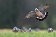 Palombe dans les Landes