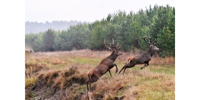 Battue Cervidés dans les Landes