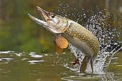 Pêche dans le Maine et Loire
