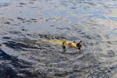 Pêche en Dordogne