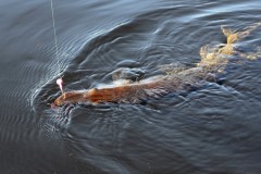 Pêche en Maine et Loire