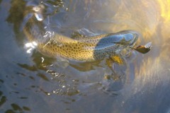 Pêche en Lozère
