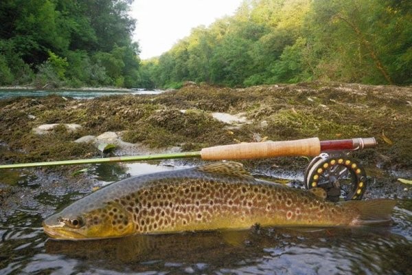 épingle à mouche du saumon - France