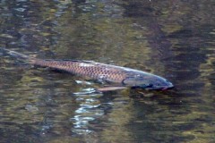 Pêche Loisirs en Dordogne