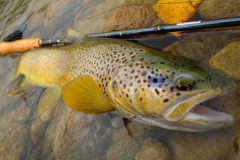 Pêche à la mouche en Haute...