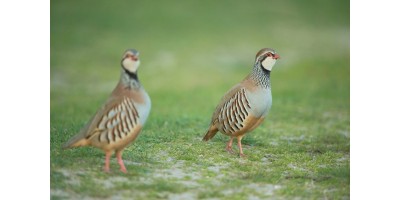 Perdrix Faisans en Indre et Loire.