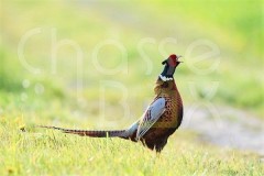 Petits gibiers en Solgone .