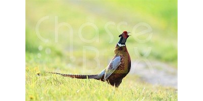 Petits gibiers en Solgone .