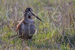 Bécasse en Solgone .