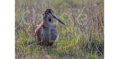 Bécasse en Solgone .