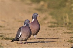 Chasse mixte en Sologne