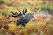 Chasse grands gibiers | Chasse à l'affût Chasse en battue